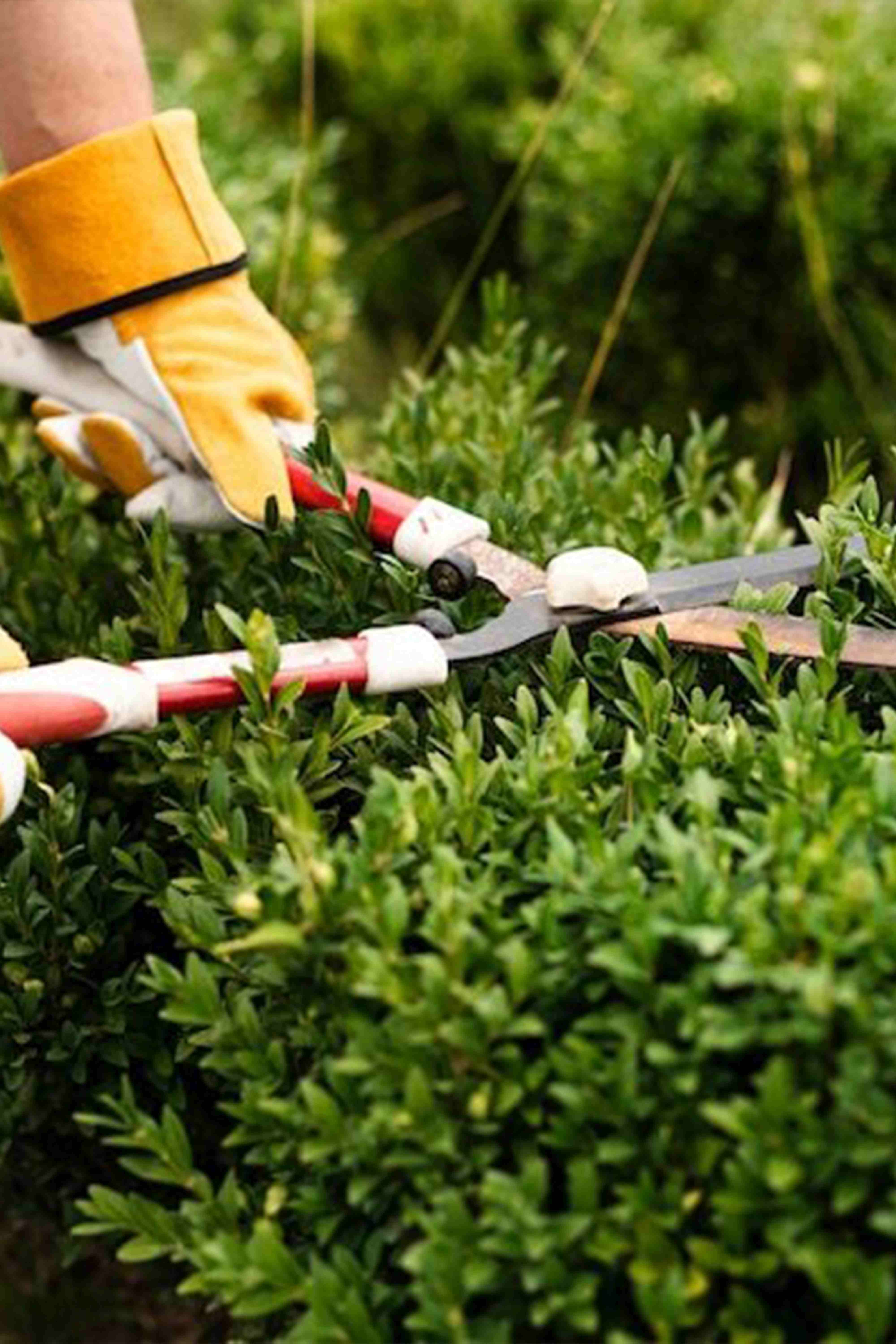 Garden maintenance services in Coimbatore